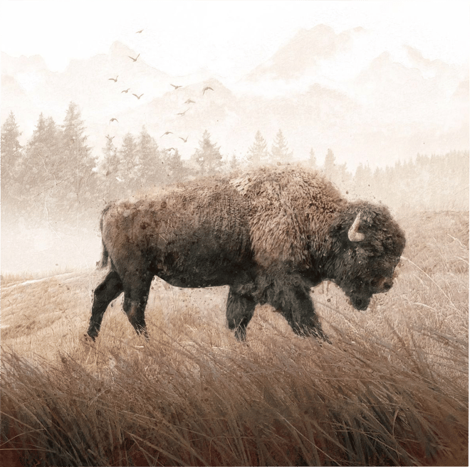 Buffalo on sale wall art