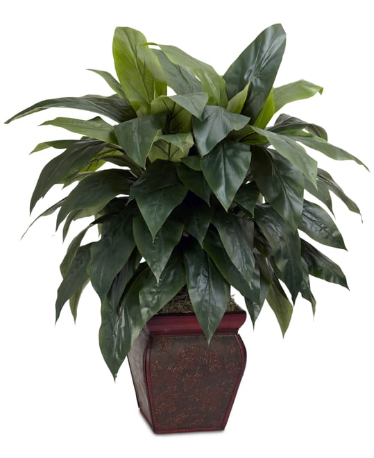 Cordyline Plant with Decorative Vase