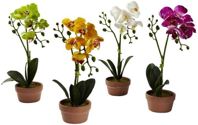 4-Pc. Phalaenopsis Orchid Set with Clay Vases