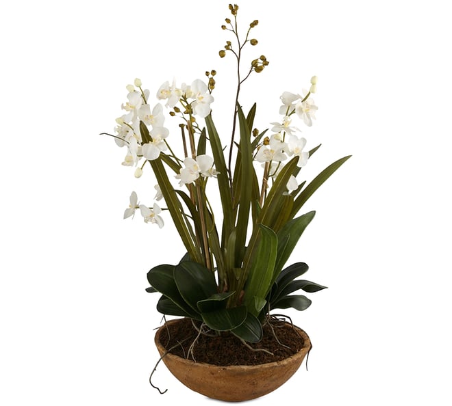 Moth Orchid Planter