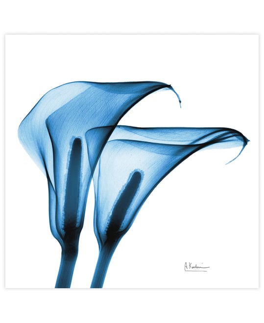 "Indigo Calla Lilies" Frameless Free Floating Tempered Glass Panel Graphic Wall Art, 24" x 24" x 0.2"