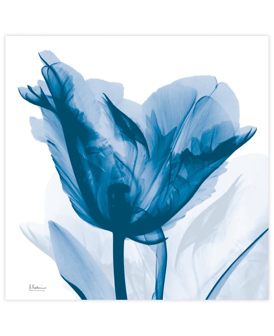 "Lusty Blue Tulip" Frameless Free Floating Tempered Glass Panel Graphic Wall Art, 24" x 24" x 0.2"