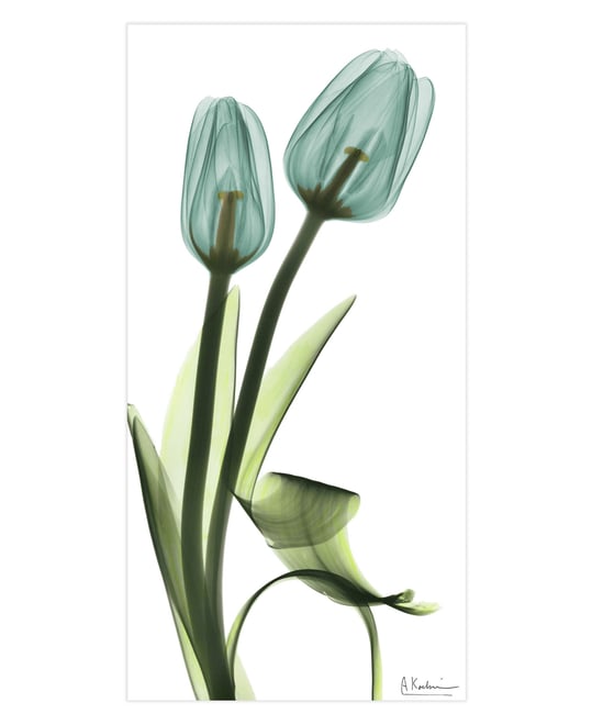 "Blue Tulips" Frameless Free Floating Tempered Glass Panel Graphic Wall Art, 48" x 24" x 0.2"