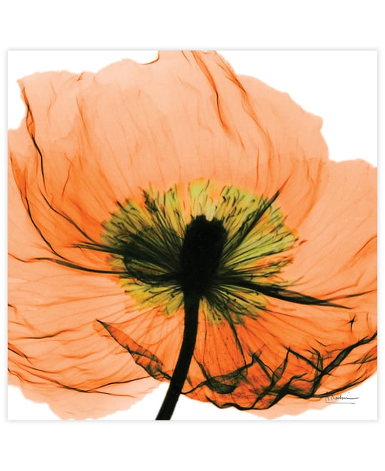"Poppy Orange" Frameless Free Floating Tempered Glass Panel Graphic Wall Art, 24" x 24" x 0.2"