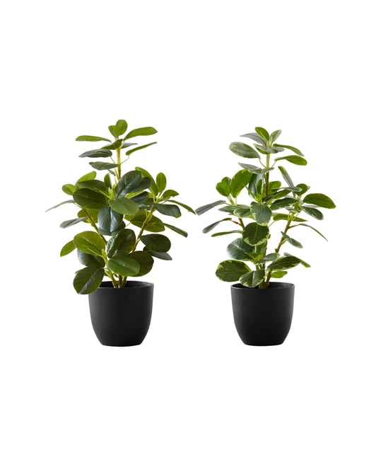 14" Indoor Artificial Ficus Plants with Decorative Black Pots, Set Of 2
